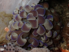 Phyllodesmium magnum