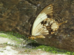 Papilio dardanus tibullus