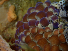 Phyllodesmium magnum