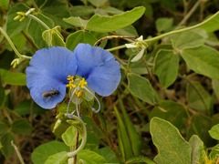 Calloceratina