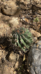 Ferocactus townsendianus