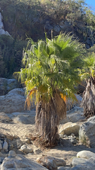 Washingtonia filifera