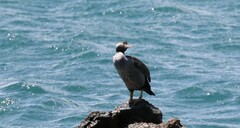 Phalacrocorax punctatus