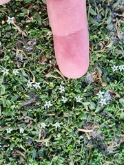 Lobelia irrigua