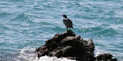 Phalacrocorax punctatus