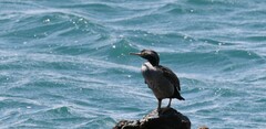 Phalacrocorax punctatus