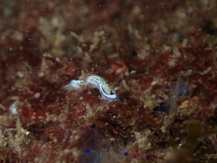 Hypselodoris maritima