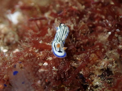 Hypselodoris maritima