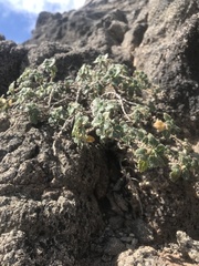 Forsskaolea procridifolia