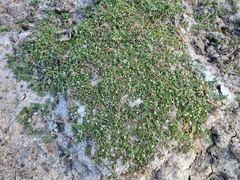 Lobelia irrigua