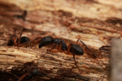 Camponotus renggeri