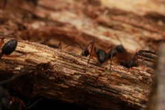 Camponotus renggeri
