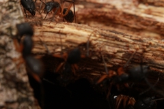 Camponotus renggeri