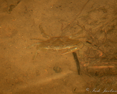 Callinectes sapidus