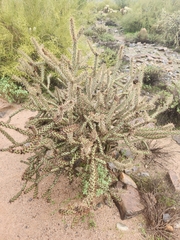 Cylindropuntia acanthocarpa acanthocarpa
