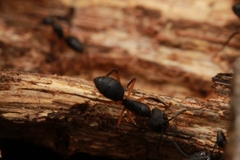 Camponotus renggeri