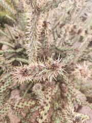 Cylindropuntia acanthocarpa acanthocarpa