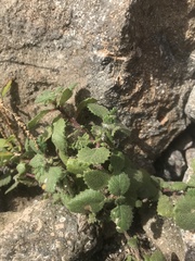 Forsskaolea procridifolia