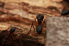 Camponotus renggeri
