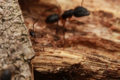 Camponotus renggeri