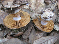 Cortinarius albidus
