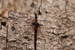 Camponotus renggeri