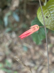 Passiflora vitifolia