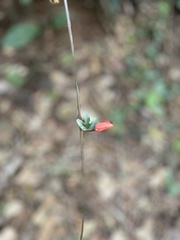 Passiflora vitifolia
