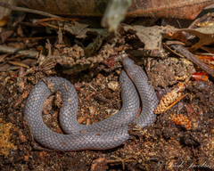 Carphophis amoenus amoenus