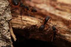 Camponotus renggeri