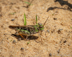Pardalophora phoenicoptera