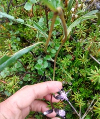 Saussurea angustifolia