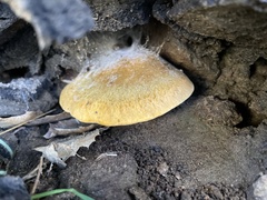 Omphalotus olivascens