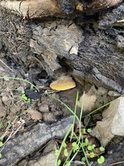 Omphalotus olivascens