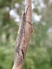 Glenoleon meteoricus