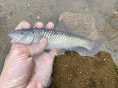 Nocomis leptocephalus