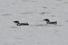 Brachyramphus marmoratus