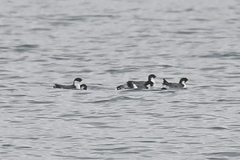 Synthliboramphus antiquus