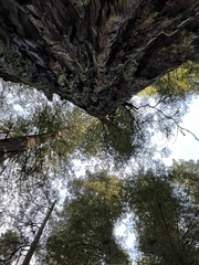 Sequoia sempervirens