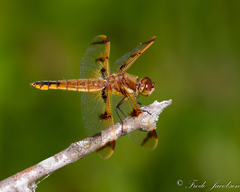 Libellula semifasciata