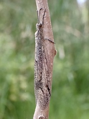 Glenoleon meteoricus