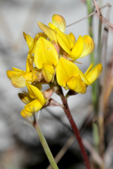 Listia bainesii