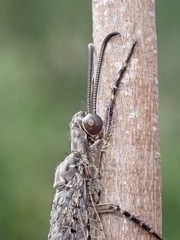 Glenoleon meteoricus