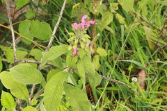 Centropogon cornutus