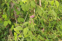 Centropogon cornutus