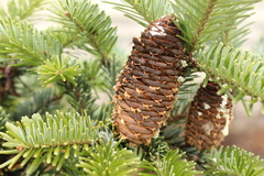 Abies koreana