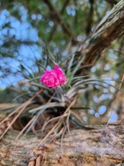 Tillandsia stricta