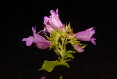 Penstemon serrulatus