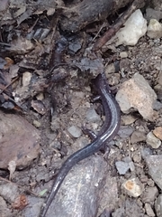 Plethodon montanus