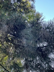 Pinus muricata